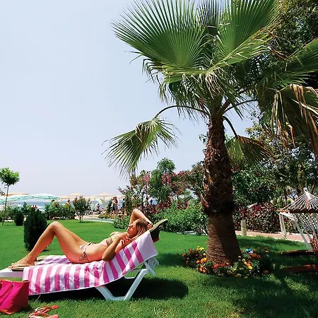 Complex Lycus Okurcalar